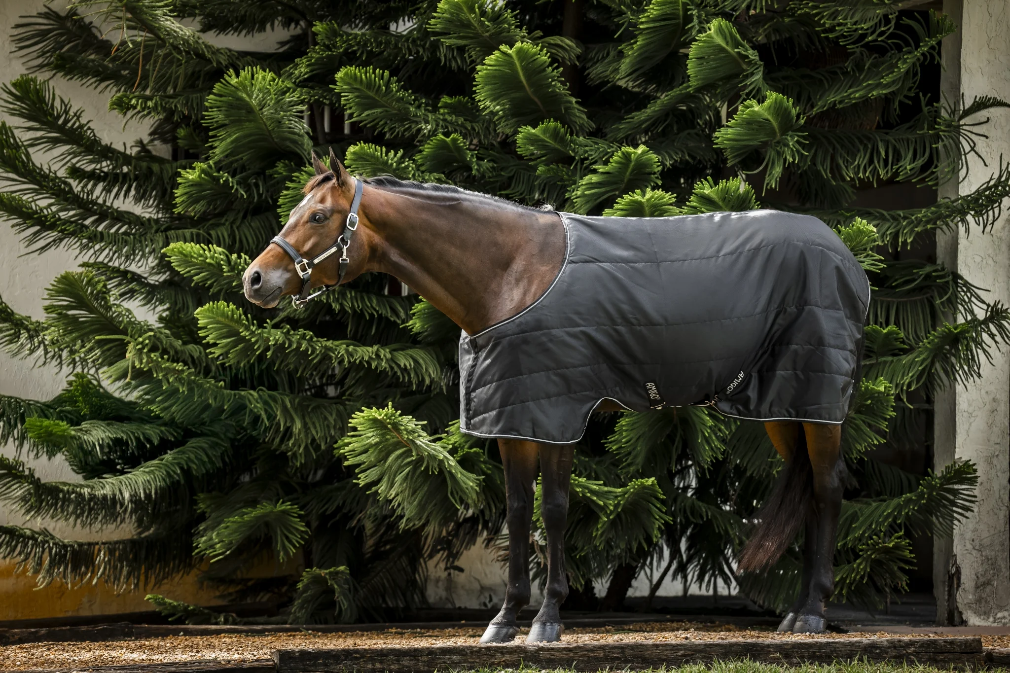 Amigo Quarter Horse Stable 100g