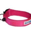 Baydog Tampa Dog Collar - Image 2