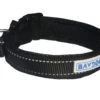 Baydog Tampa Dog Collar - Image 3