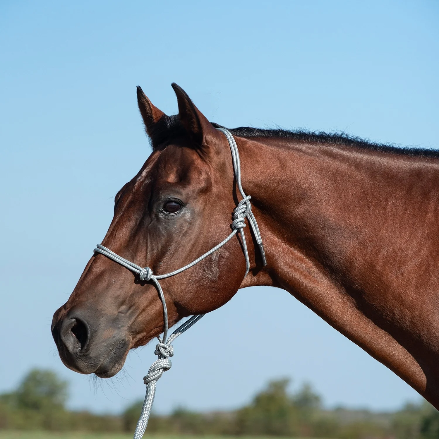 Classic Equine Rope Halter and 9 Foot Lead Rope - Image 2