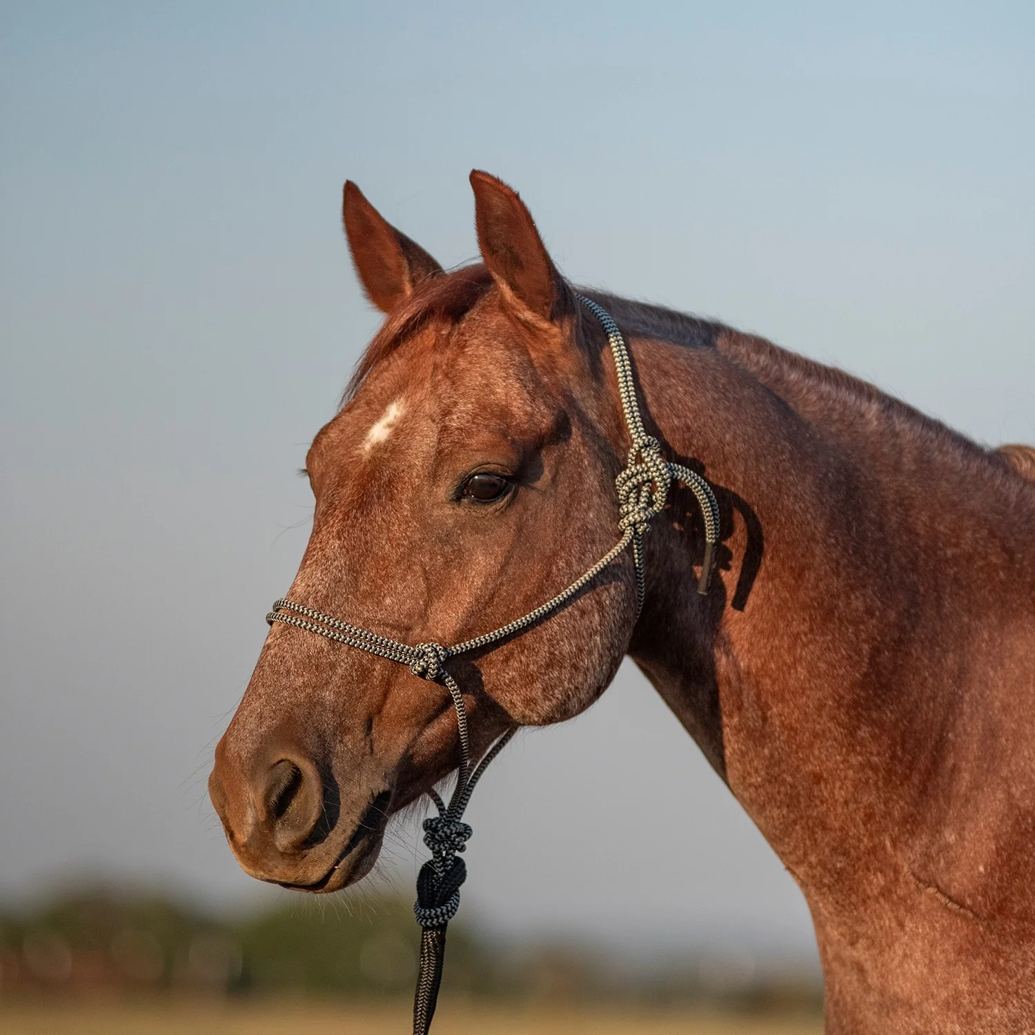 Classic Equine Rope Halter and 9 Foot Lead Rope - Image 3