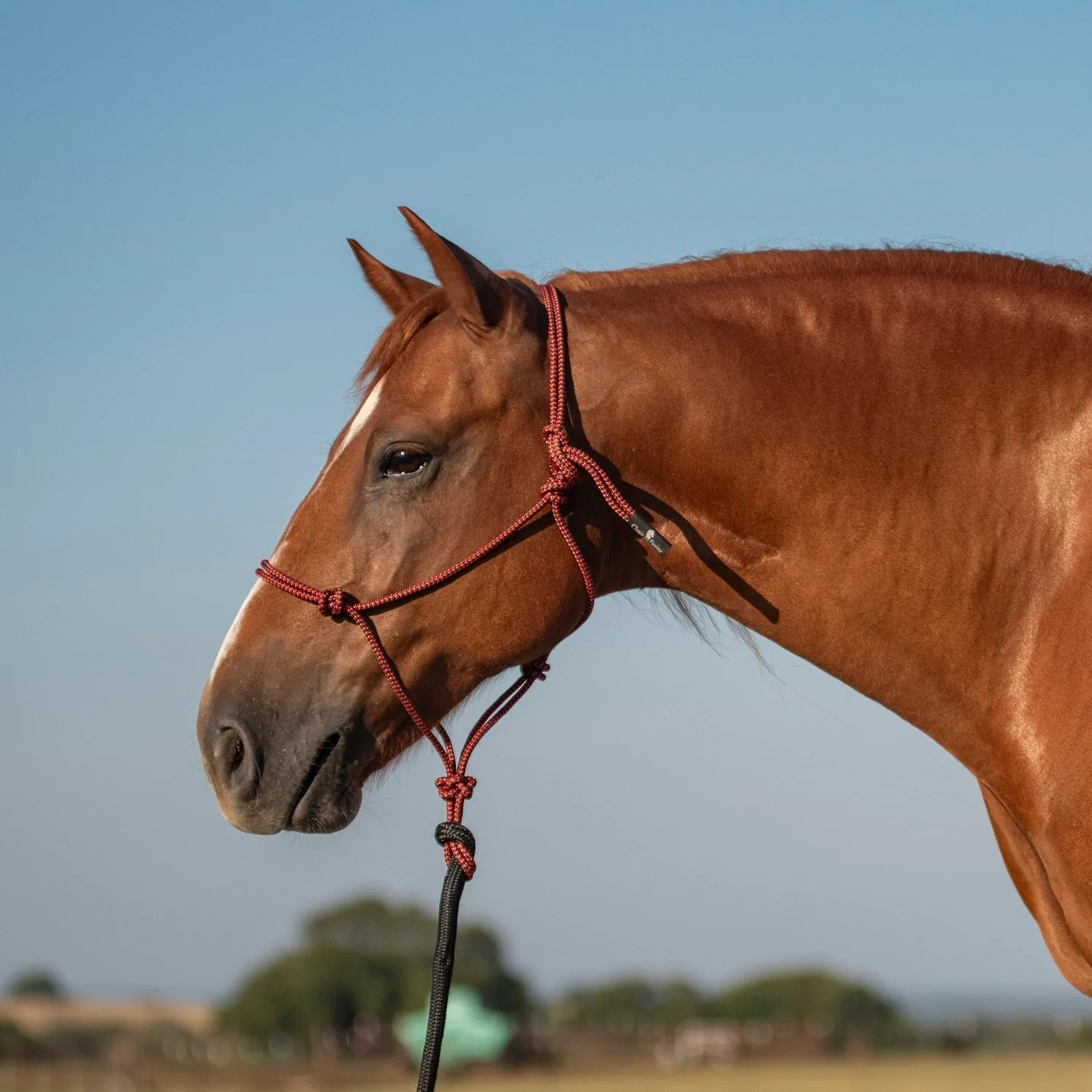 Classic Equine Rope Halter and 9 Foot Lead Rope - Image 7