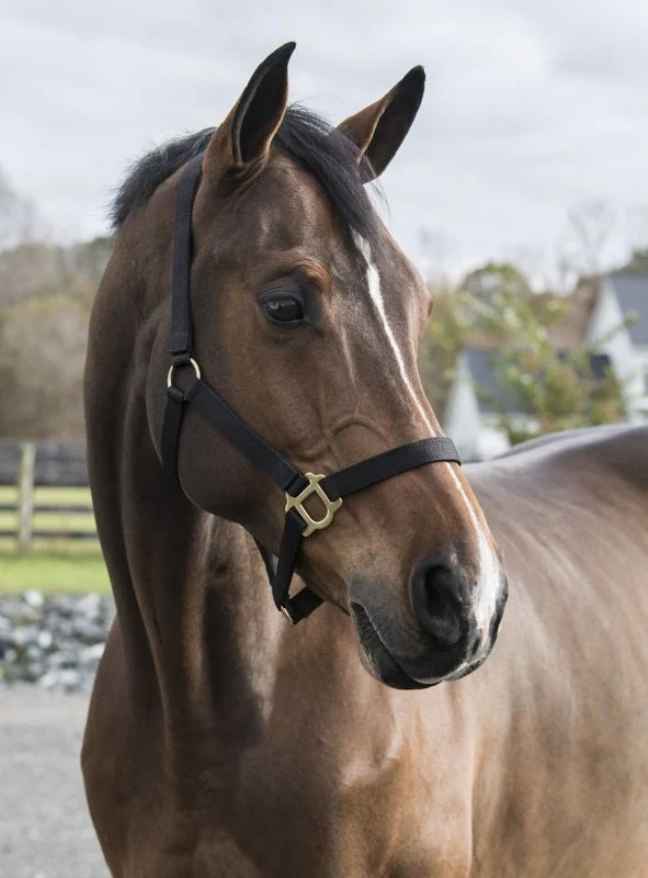 Gatsby Classic Nylon Halter/Snap - Image 9