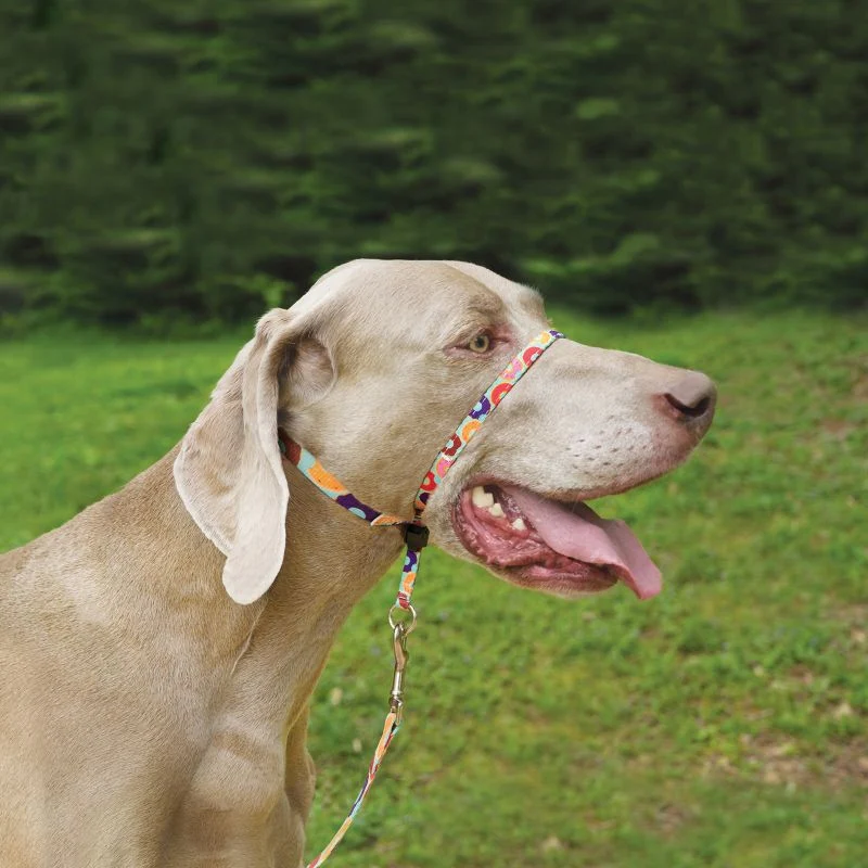 Gentle Leader Chic Dog Headcollar - Image 2