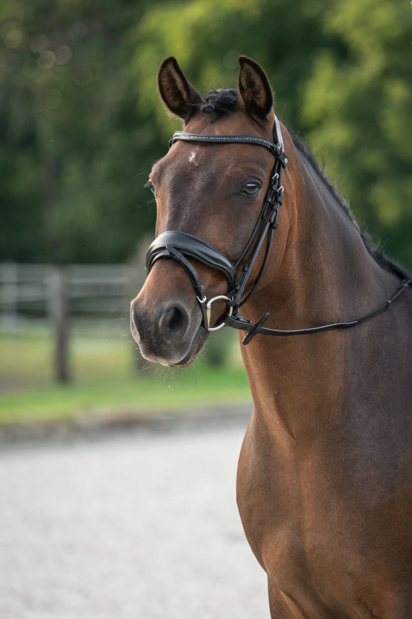 HKM Ira Bridle - Image 4