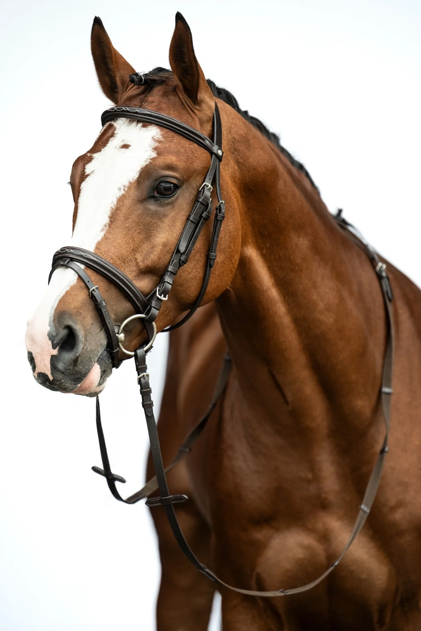 HKM Jana Bridle - Image 4
