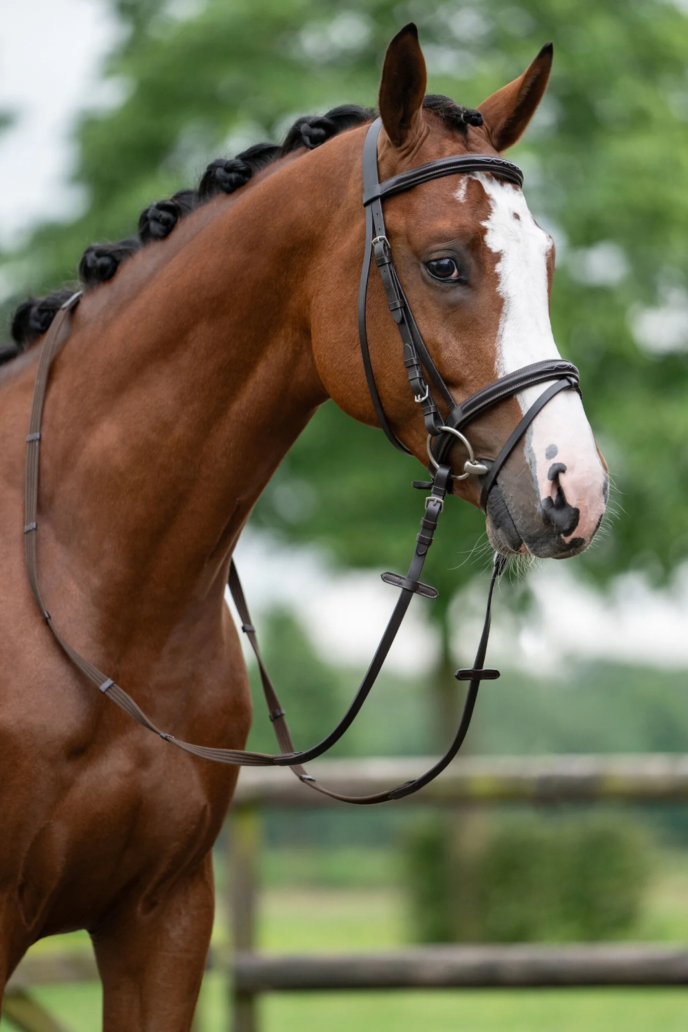 HKM Jana Bridle - Image 5