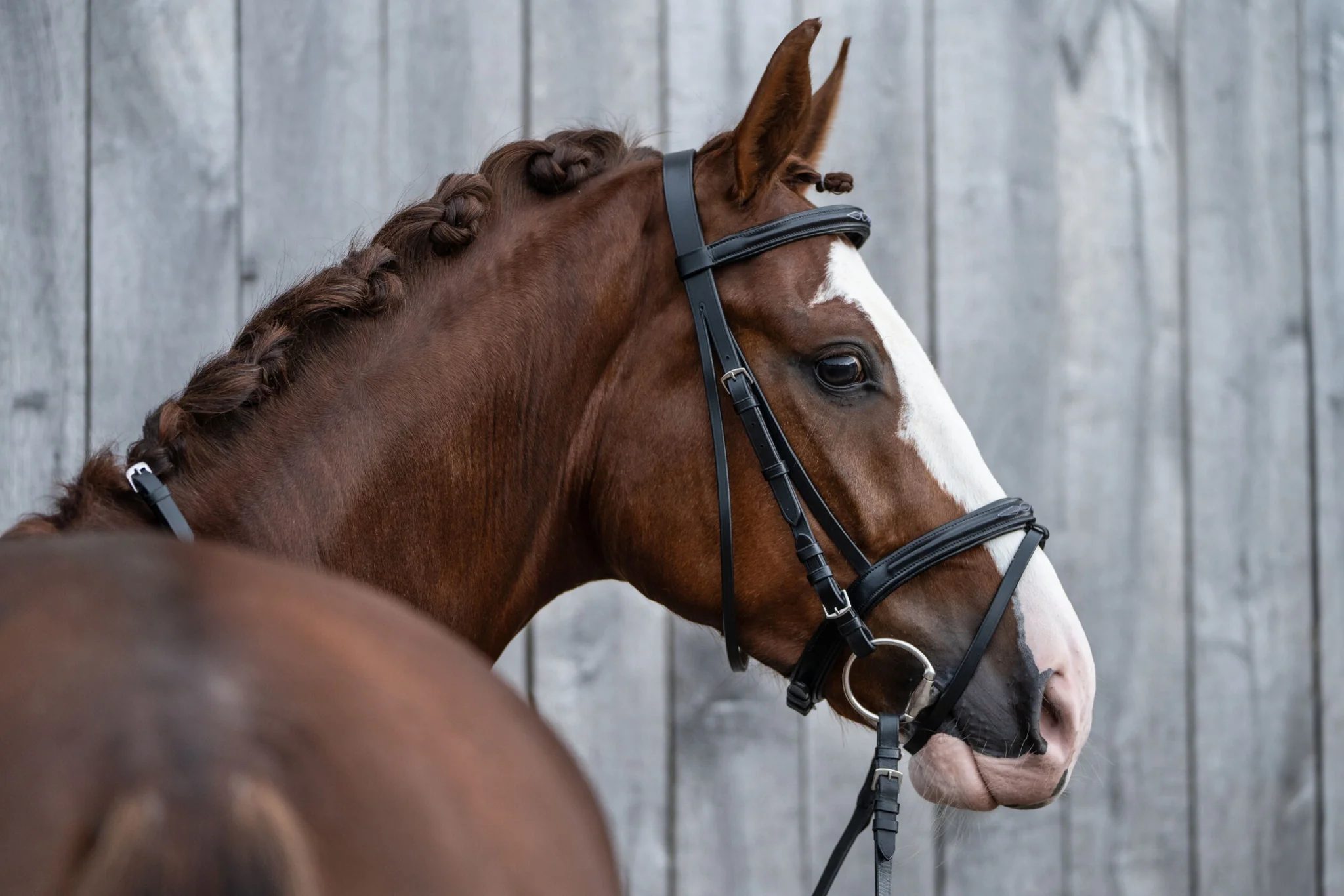 HKM Jana Bridle - Image 8
