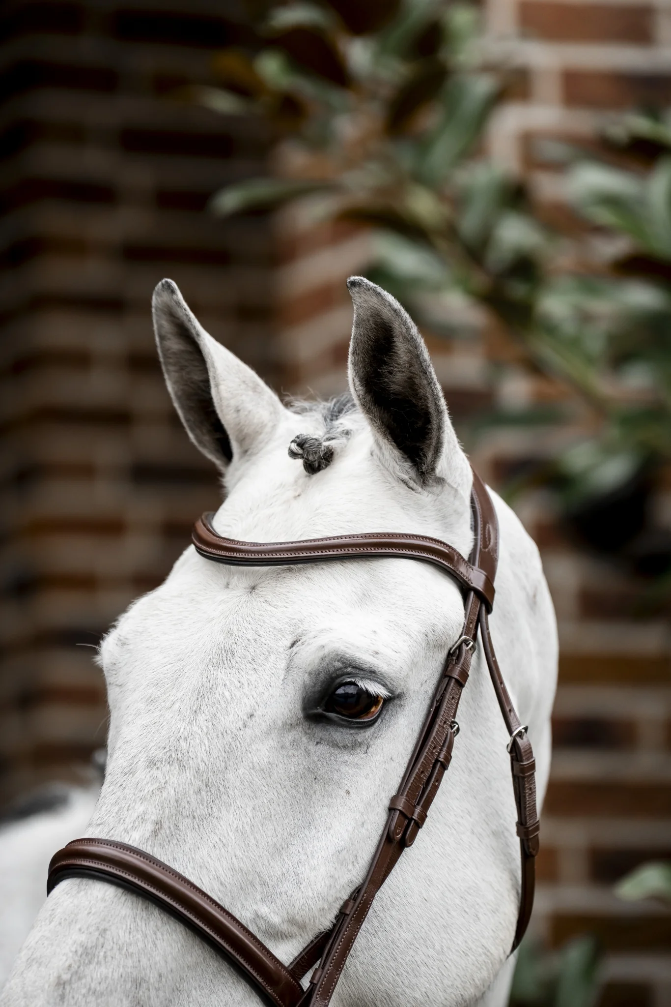 Horseware Cavesson Bridle - Image 3