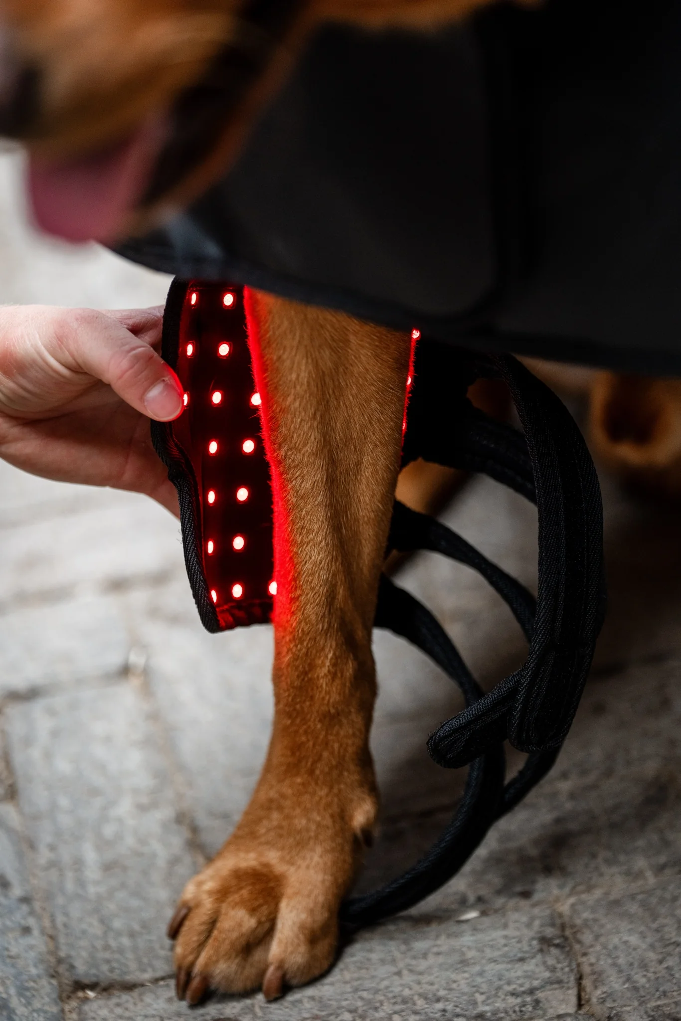 Horseware LED Red Light Therapy Pet Leg Wrap - Image 2
