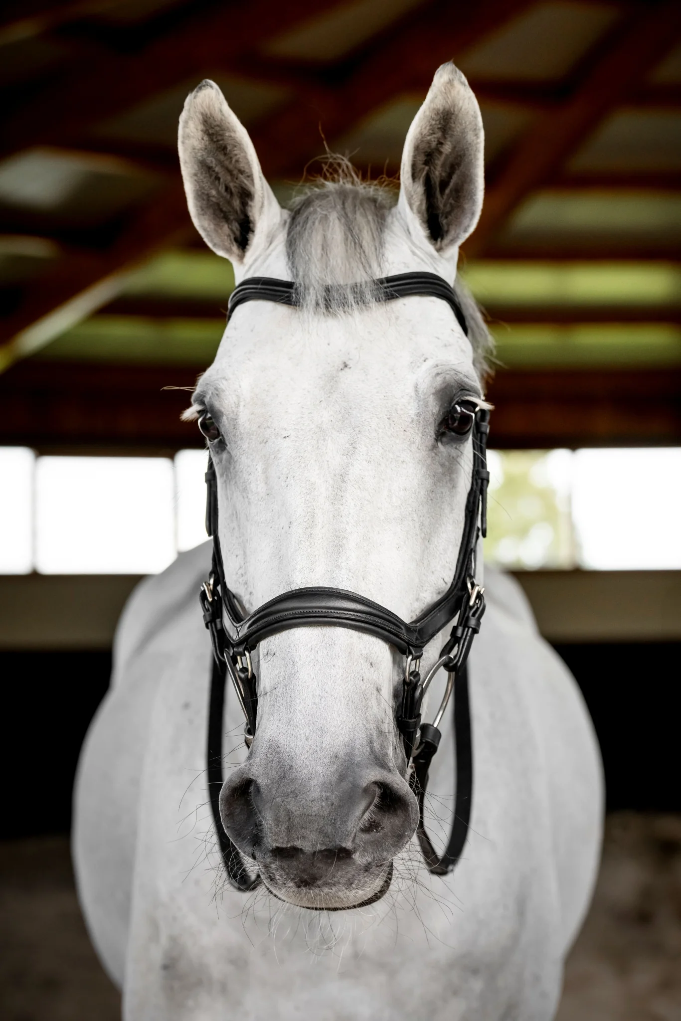 Horseware Micklem Deluxe Competition - Image 3