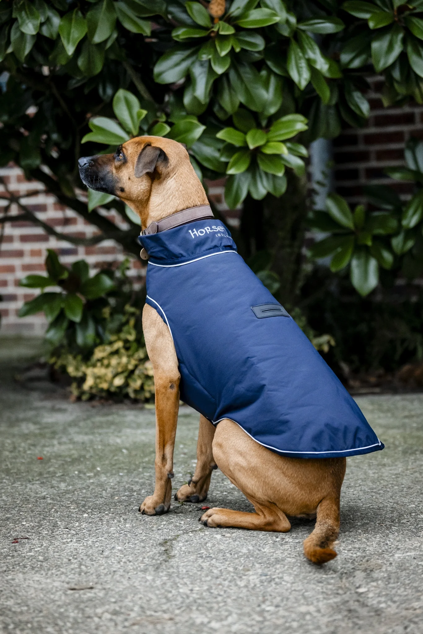 Horseware Signature Dog Rain Coat 100g - Image 2