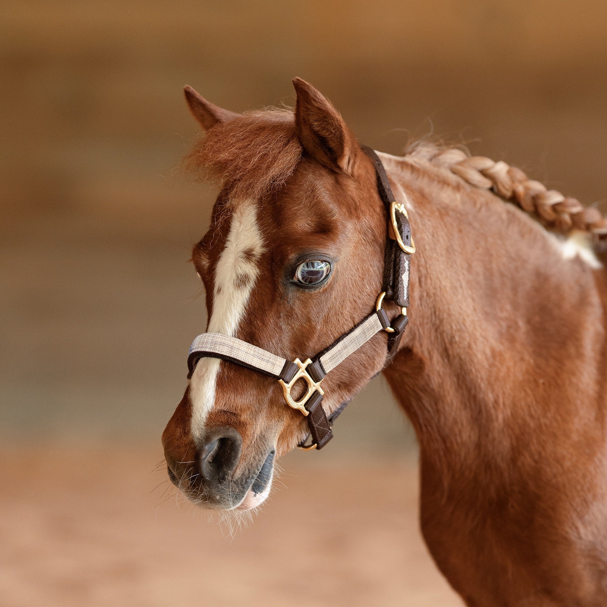 Kensington Mini Reflective Nylon Halter - Image 22