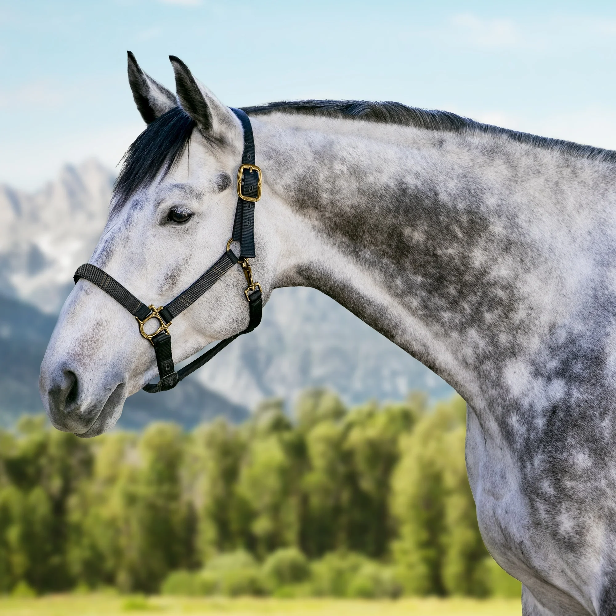 Kensington Reflective Nylon Halter - Image 2