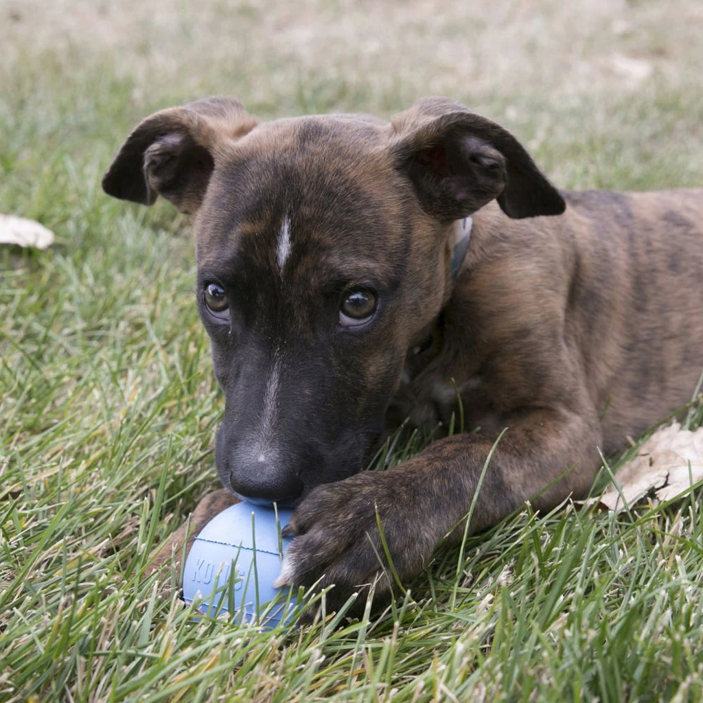KONG Puppy Ball - Image 3