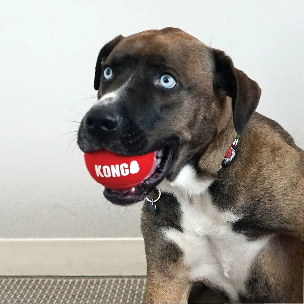 KONG Signature Sport Balls - Image 5
