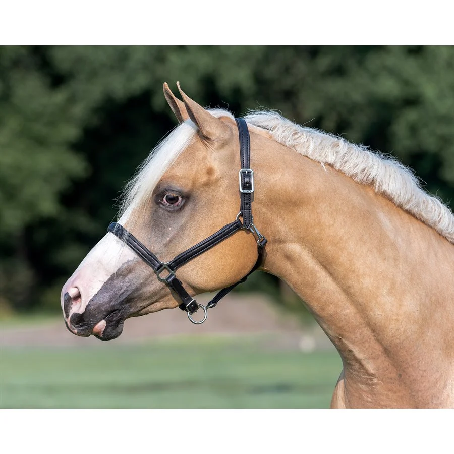 Perri's 3/4" Padded Leather Halter - Image 3