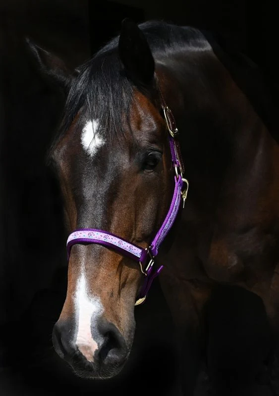Perris Exclusive Safety Halter - Image 10