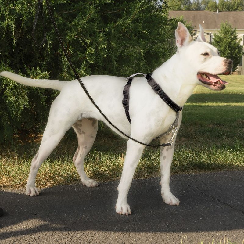 PetSafe 3in1 Dog Harness - Image 2