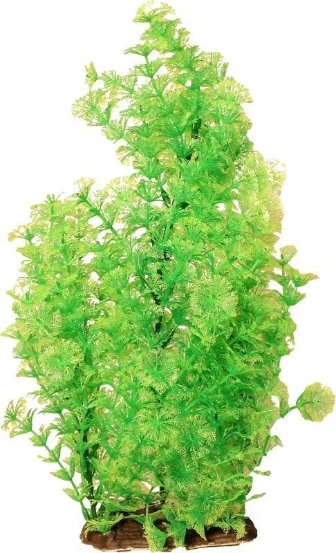 Poppy Pet Bushy Ambuila Aquarium Plant Blue