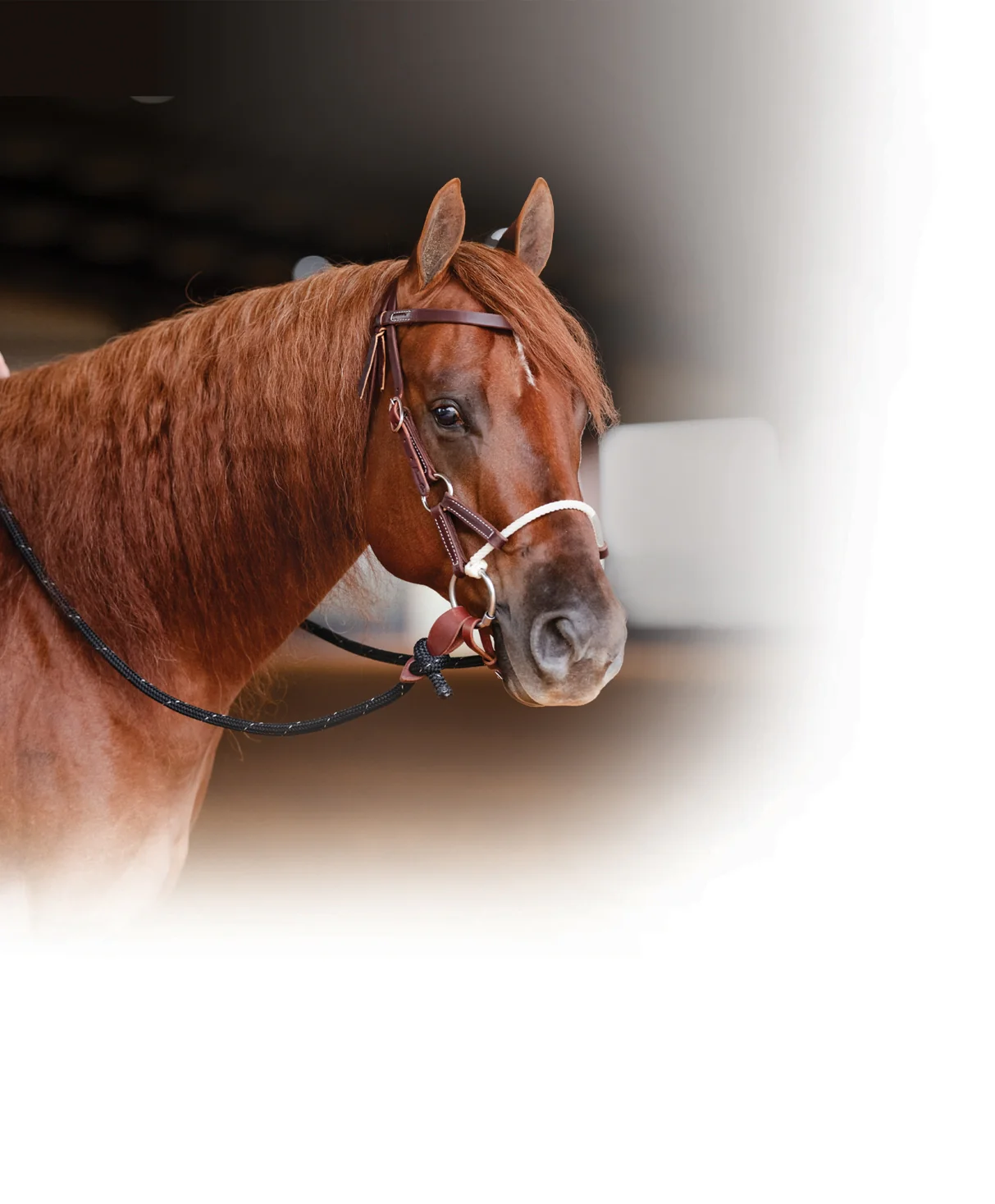 Professionals Choice Comb Bridle Lariat - Image 2