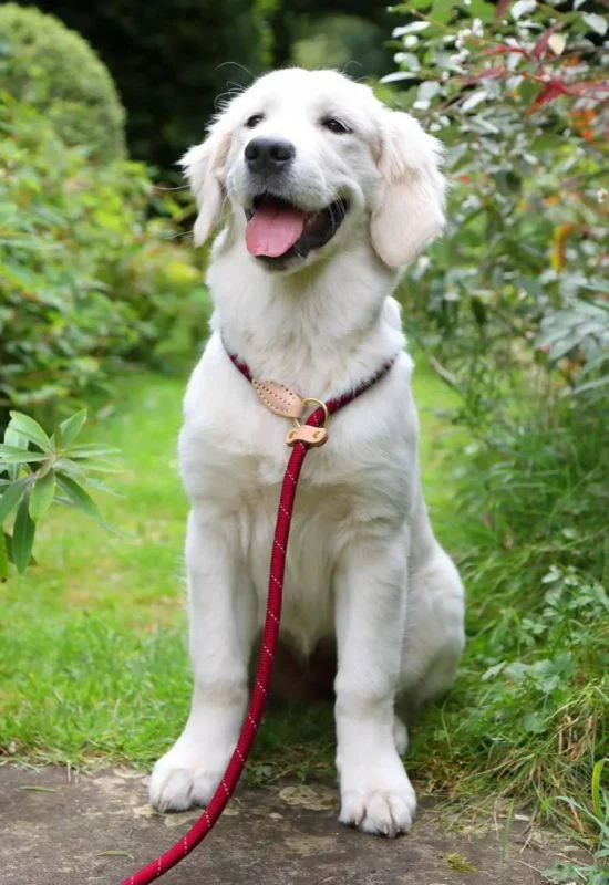 Shires Digby Reflective Slip Dog Lead - Image 2