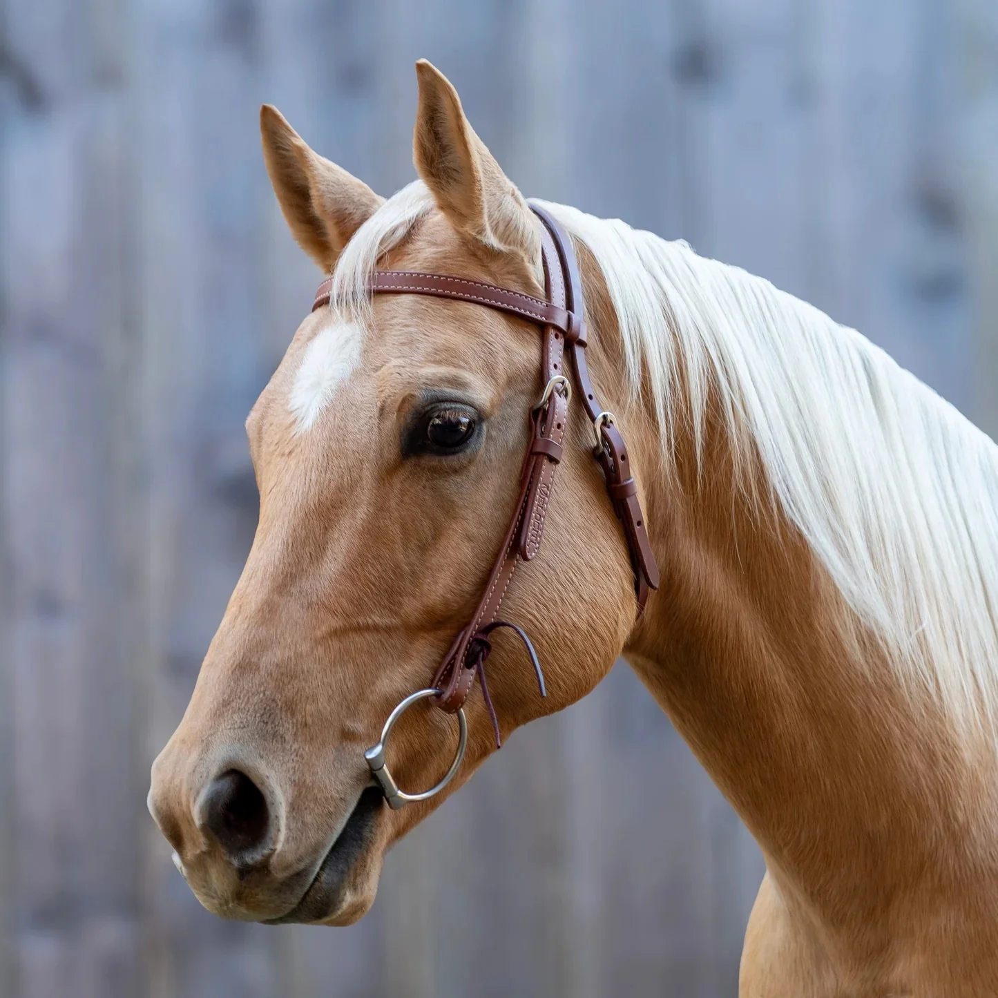 Shires Velociti Browband Headstall with Rawhide Knotting - Image 2