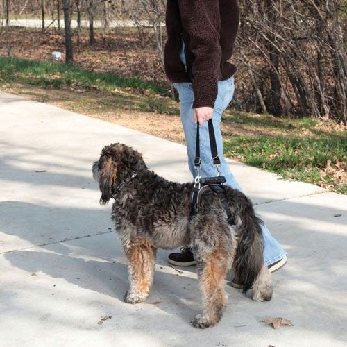 CareLift Rear Lifting Aid for Dogs