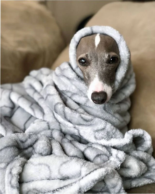 Spot Snuggler Blanket - Image 3