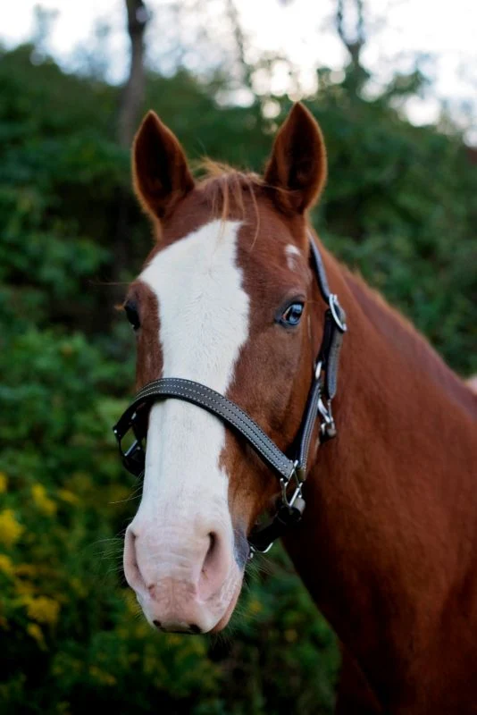 Tory Traditional Deluxe Halter - Image 3