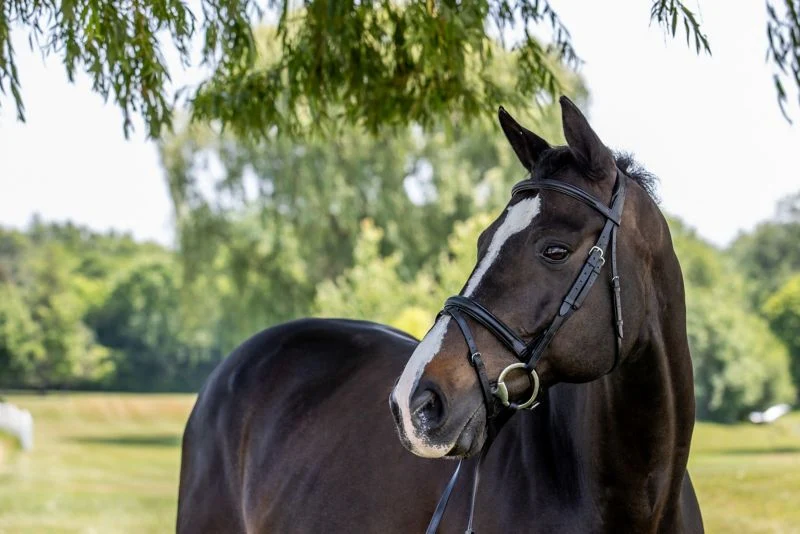 Vespucci Plain Raised Dressage Bridle - Image 5