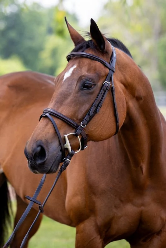 Vespucci Plain Raised Jump Bridle - Image 3