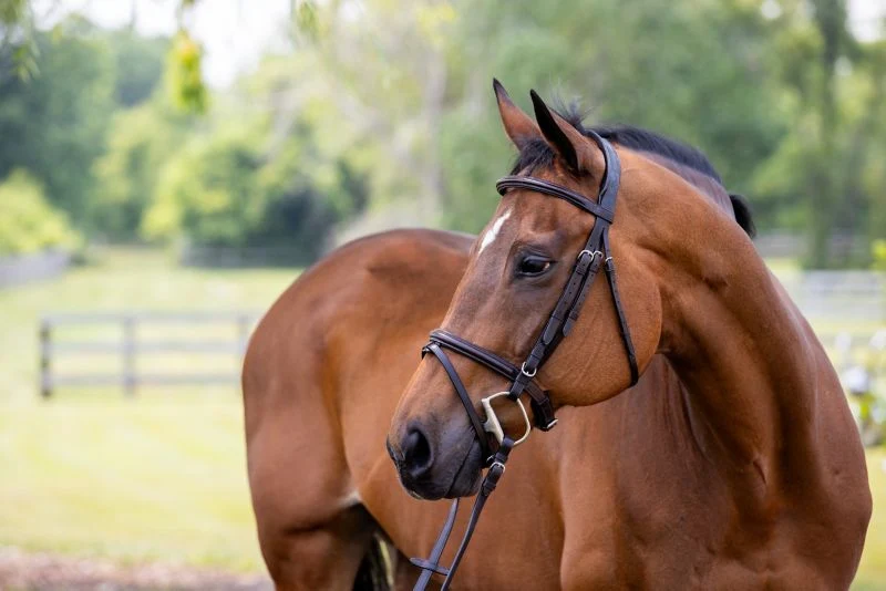 Vespucci Plain Raised Jump Bridle - Image 4